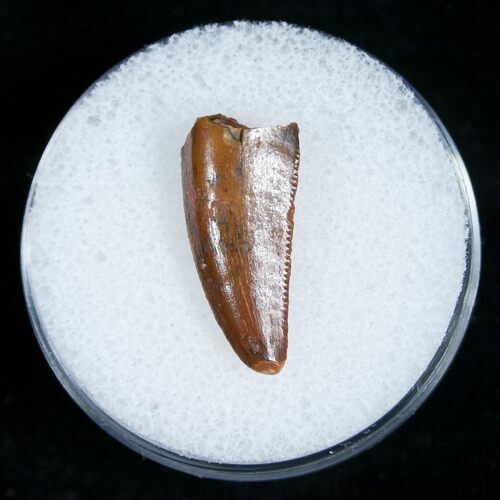 Nice Raptor Tooth From Morocco #5177